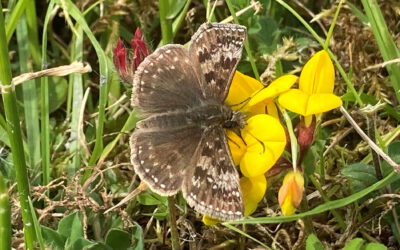 Langley Fields heathland recovery