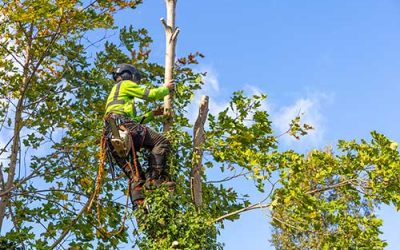 Learning From The TreeMan